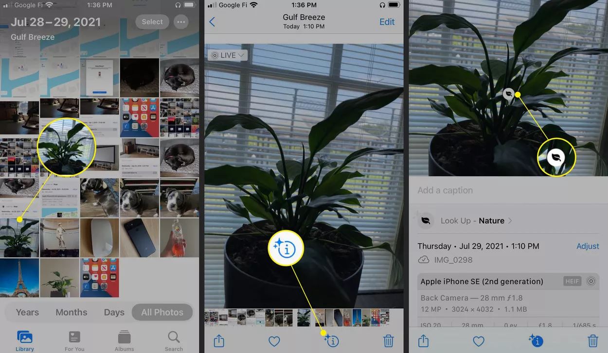 Bitki fotoğrafı, bilgi simgesi ve Görsel Arama simgesinin vurgulandığı iOS 15 Fotoğraflar uygulaması
