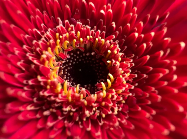 halidenin tum iphonelar icin makro modu cikti 2 - Halide'nin Tüm iPhone'lar için Makro Modu Çıktı