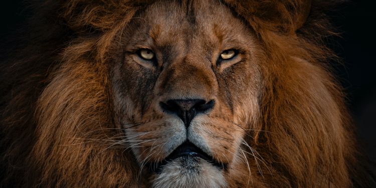 brave kapak - Brave'de Reklam Miktarını Nasıl Değiştirir