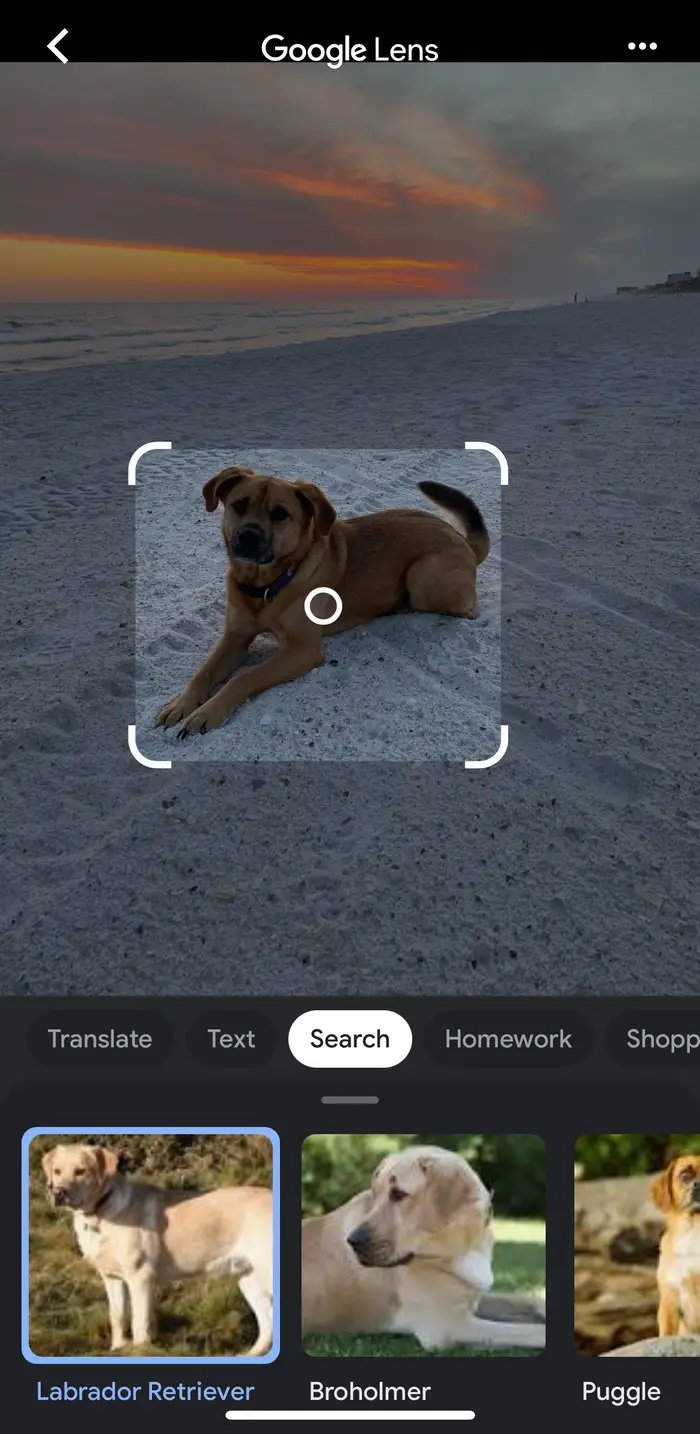 iPhone'da veya iPad'de Görsel Arama Yapma