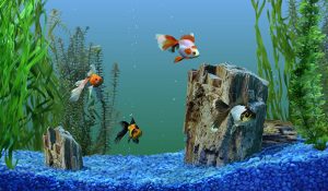 Windows İçin Ekran Koruyucu Uygulaması