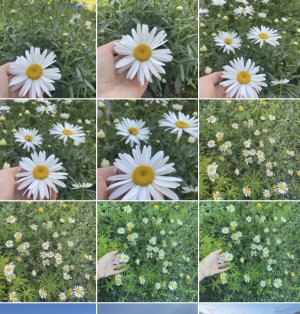 Instagram Izgara Düzenleme Nasıl Yapılır ?